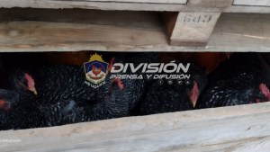 Recuperaron gallinas y codornices que habían robado de una escuela en El Chañar