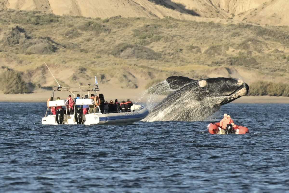 Embarcados o desde la costa el avistaje de ballenas en Puerto Madryn es una buena opción para este fin de semana largo. Foto: Maxi Jonas