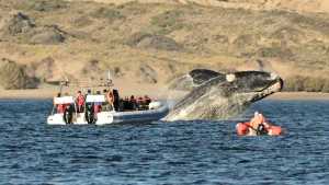 Puerto Madryn: cuánto costará el avistaje embarcado de ballenas esta temporada