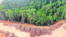 Imagen de Selva y bosques perdidos en 2022: cada cinco segundos se talaron áreas grandes como canchas de fútbol