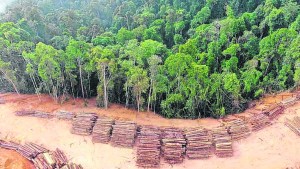 Selva y bosques perdidos en 2022: cada cinco segundos se talaron áreas grandes como canchas de fútbol