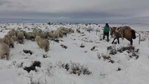 Lluvias y nevadas pronostican un «buen año» para el sector ganadero de la Región Sur rionegrina