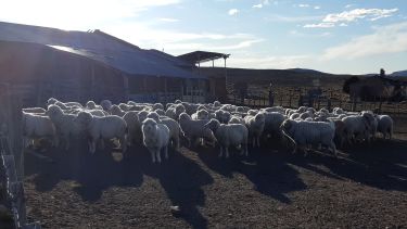 La sarna ovina genera importantes pérdidas económica para los productores. Foto: José Mellado. 
