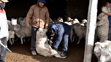 La sarna reaparece en las majadas