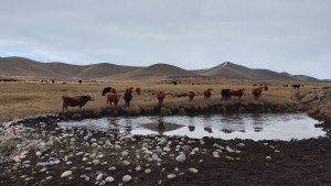 El manejo holístico en la ganadería<br>neuquina