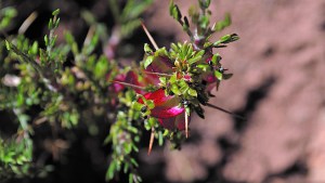 Plantas autóctonas: «Espina de pescado», una especie que embellece el paisaje
