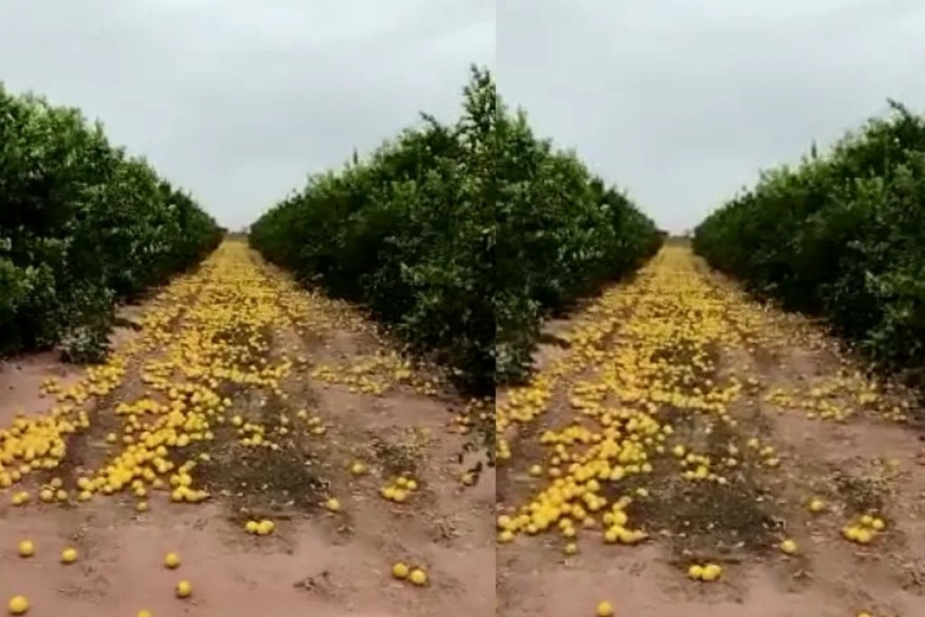 El productor de limones de Salta comentó que no tuvo más remedio porque tenía que "descargar las plantas".  Foto: NA