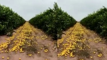 El productor de limones de Salta comentó que no tuvo más remedio porque tenía que "descargar las plantas".  Foto: NA