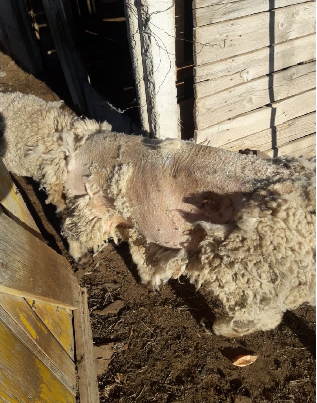Las ovejas comenzaron a perder la lana, algunas se caían y se aislaban. Foto: Gentileza 