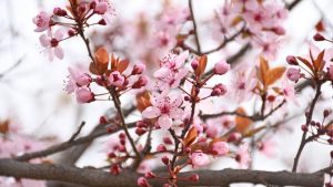 Sigue la nubosidad este miércoles, pero mejora: mirá el pronóstico de Río Negro y Neuquén