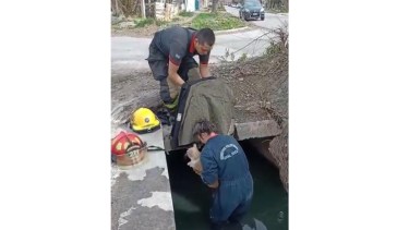 La bombera entró debajo del puente para sacar el gatito. 