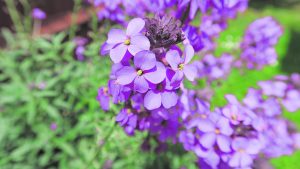 Estas máximas van a sorprender: mirá el pronóstico del miércoles en Neuquén y Río Negro