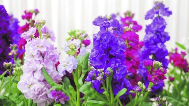 Aquí podemos observar las variaciones de floración doble del alelí, que nos brindan varios colores diferentes para decorar nuestro jardín.