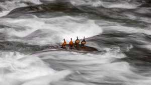 45 imágenes increíbles de los mejores fotógrafos de naturaleza que estarán en Villa La Angostura