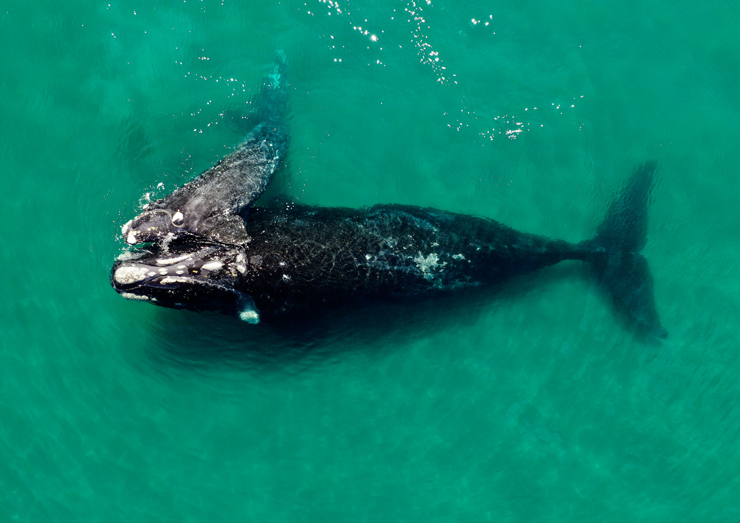 La ballena Andrómeda con su cría llegó hasta las Islas Orcadas y el extremo austral del archipiélago de las Islas Sandwich del Sur. Crédito ICB.