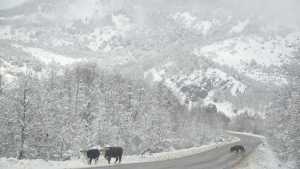 Alerta por nieve en Neuquén para este lunes: los peores horarios y zonas afectadas