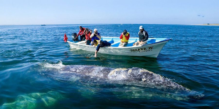 Las ballenas acostumbran a acercarse a los barcos, para saludar a las visitas.-
