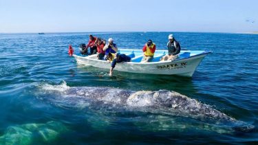 Las ballenas acostumbran a acercarse a los barcos, para saludar a las visitas.-