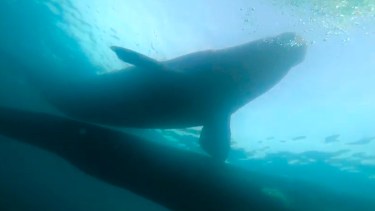 Video: cumplía su sueño de bucear en Puerto Madryn y mirá quiénes la «saludaron»&#8230;