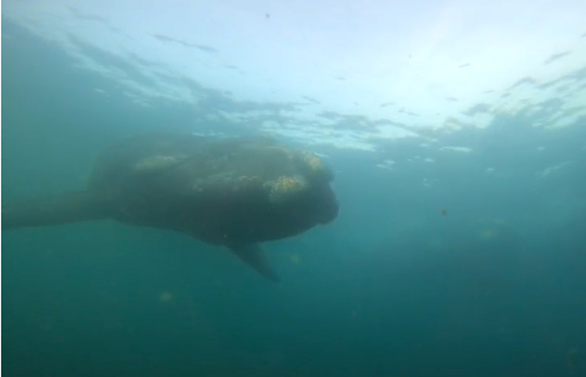 La primera ballena que apareció, después la siguieron otras dos en la costa de Chubut, paraíso de la Patagonia. Captura de video.