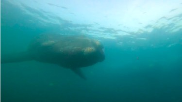 La primera ballena que apareció, después la siguieron otras dos en la costa de Chubut, paraíso de la Patagonia. Captura de video.