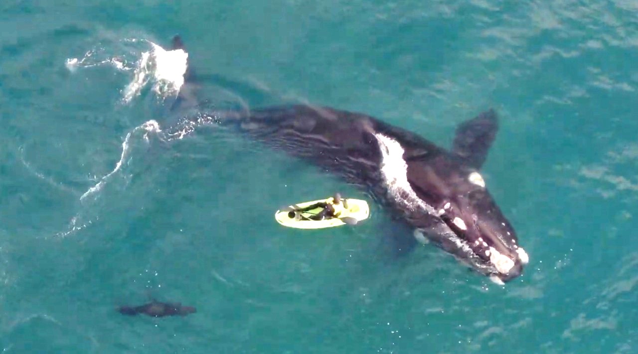 Impresionante: la ballena, el kayak y lobos marinos a 500 metros de la costa de Necochea. Captura de video: Emilio Gómez.