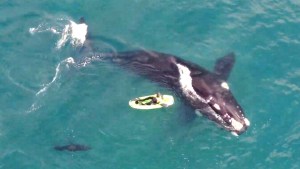 Necochea: le avisaron que había ballenas cerca, fue con el drone y el video no se puede creer…