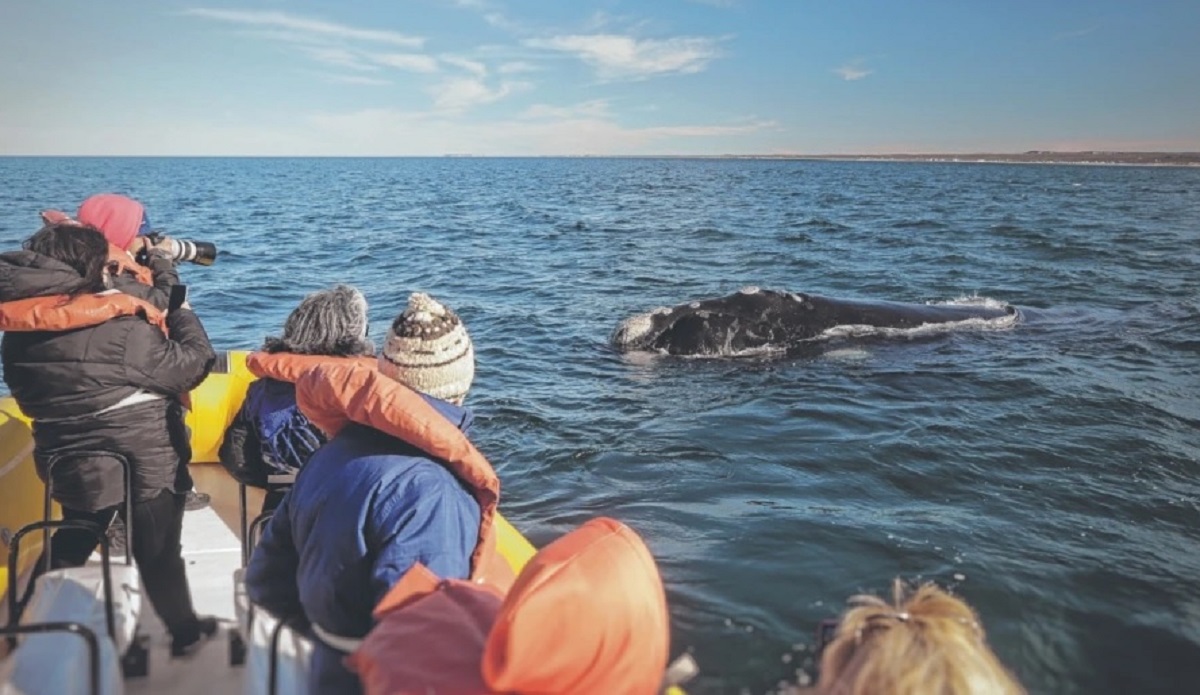 El avistaje de la ballena franca austral crece año a año en la costa rionegrina. Foto Archivo: Martín Brunella.
