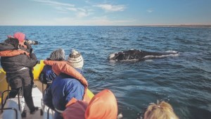 La Prefectura brindó medidas para navegar ante la presencia de ballenas en la costa de Río Negro