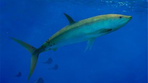 Cuál era el pez que nadaba hace 150 millones de años en el mar de Neuquén