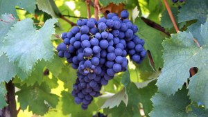 Bonarda, la cepa que pasó de ser usada para vinos comunes a protagonista de vinos de calidad