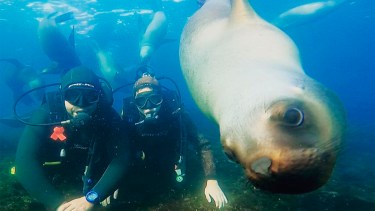 Una de las últimas inmersiones de Raúl en la Reserva Punta Loma, Chubut, joya de la Patagonia. Foto: @raulsstt