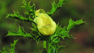 Plantas autóctonas: Cardo santo, una hierba multiuso