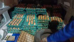 Decomisaron más de 2.000 huevos transportados de forma clandestina, en Chichinales