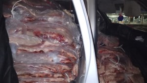 Decomisaron 60 bolsas con costillares en Río Colorado, el conductor intentó escapar