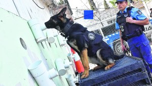 Emily, la perra infalible en la detección de drogas en Neuquén