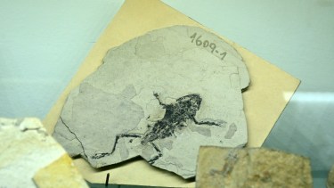 El Museo Paleontológico Bariloche se inauguró en 1995. Está a cargo de la Asociación Paleontológica de Bariloche. Foto: gentileza