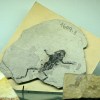 Imagen de Desde un ave de 2,5 metros al tiburón megalodón: los tesoros de un museo renovado