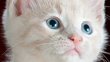 8 de agosto «Día internacional del gato»