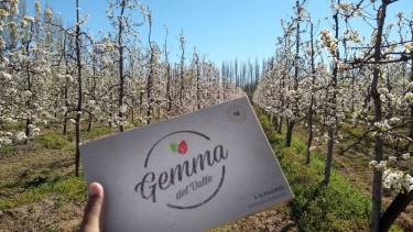 El alfajor de pera será el representante de Cipolletti en el campeonato. Foto: Gentileza