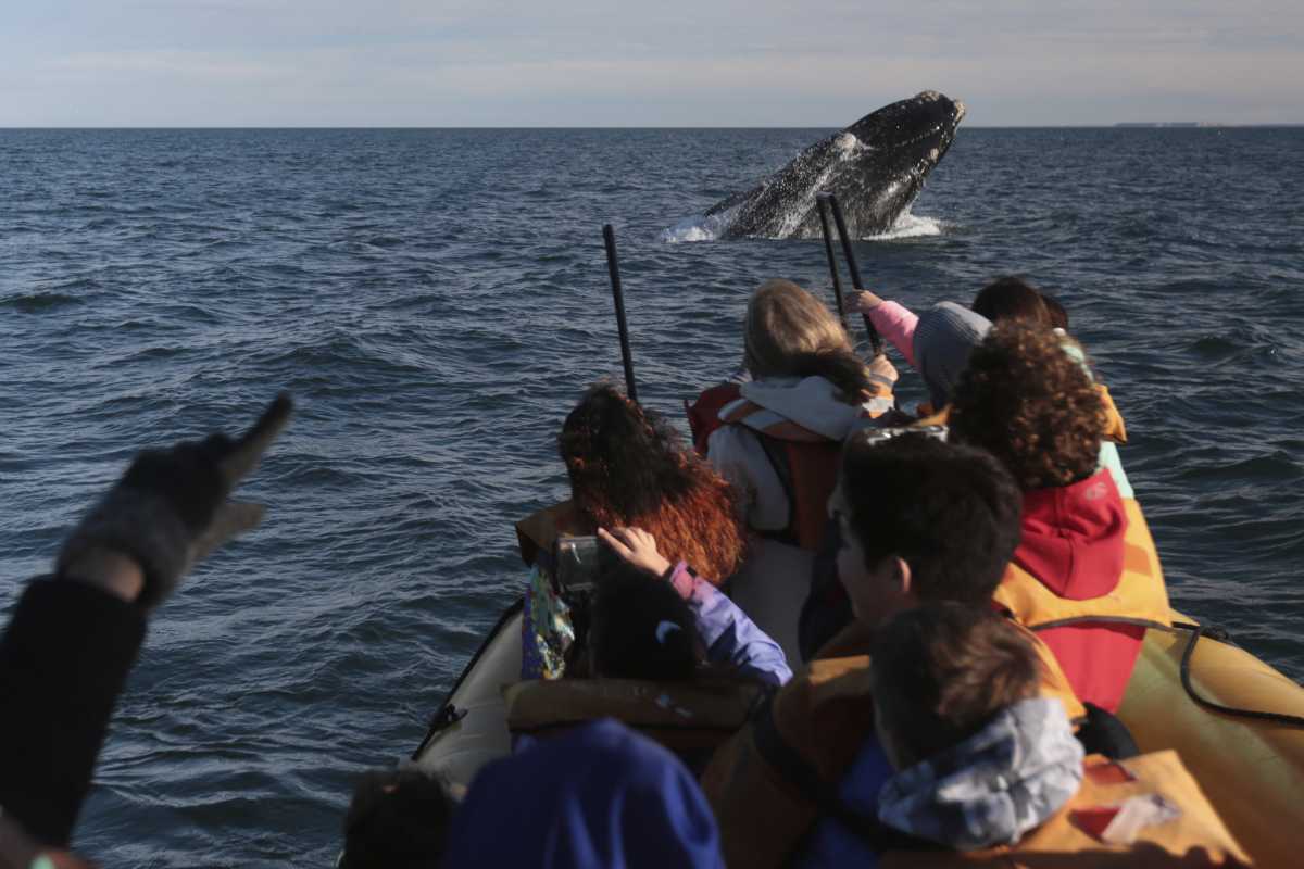 Ballena a la vista! Las excursiones para observar a los cetáceos parten desde el balneario y del Puerto San Antonio Este, recorren el interior de la bahía y duran casi dos horas. Foto: Martín Brunella