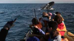 Así se vive la temporada de avistaje de ballenas francas en Las Grutas 