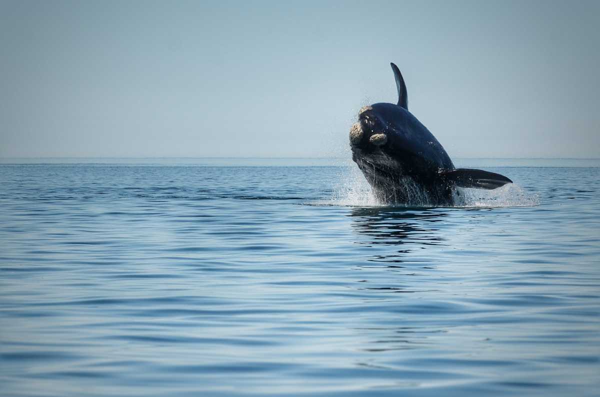 Puerto Madryn y las ballenas era una gran opción en esta temporada baja.