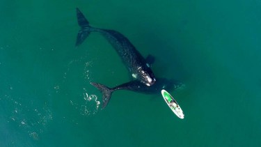 Impresionante. Así fue el encuentro de Analía en su tabla de SUP con las ballenas en Puerto Madryn, Chubut, pura belleza de la Patagonia. Foto: Maxi Jonas. 