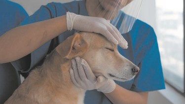 Bienestar Animal está haciendo un relevamiento en el barrio Aeroclub de Roca