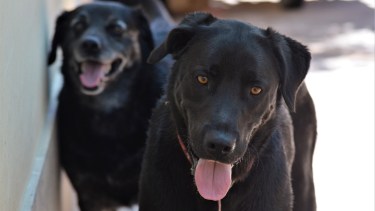 La crisis también afecta a perros y gatos de las familias de Neuquén