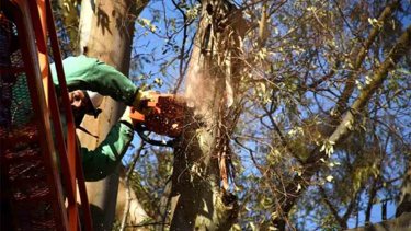 Poda correctiva de añosos eucaliptus en las diagonales céntricas de Neuquén (foto Matías Subat)