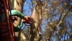 Mas de 800 árboles se extrajeron en Neuquén por la temporada de poda