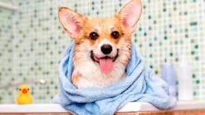 Consejos muy útiles antes de bañar a tu perro