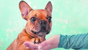 “Mi perro es muy demandante”